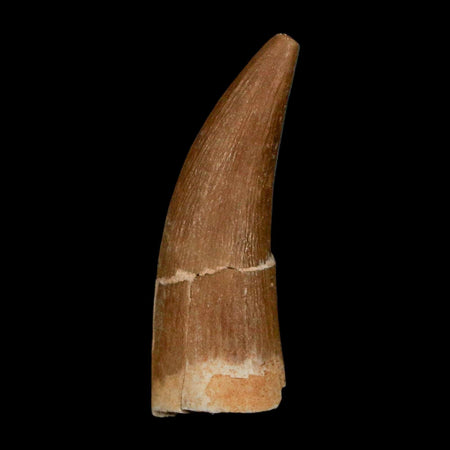 1.5" Plesiosaur Zarafasaura Tooth Fossil Cretaceous Dinosaur Era COA, Stand