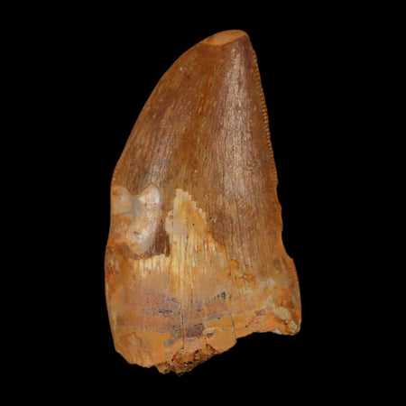 1.7" Carcharodontosaurus Fossil Tooth Cretaceous Dinosaur Morocco COA Stand