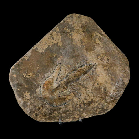 4.8" Grallator Variabilis Dinosaurs Track Foot Print Jurassic Age France COA, Stand - Fossil Age Minerals