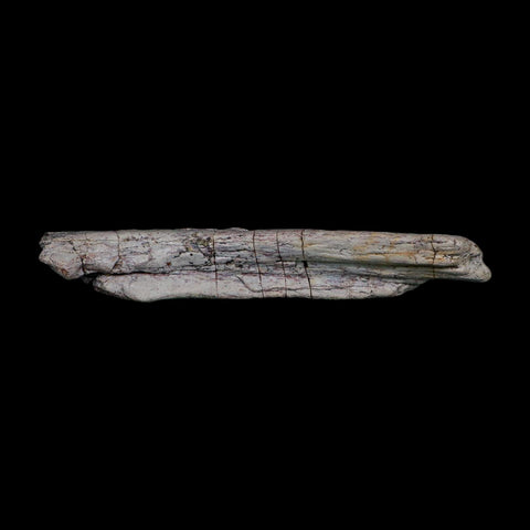 7.1" Phytosaur Fossil Skull Bone Late Triassic Age Archosaur Chinle FM, AZ COA - Fossil Age Minerals