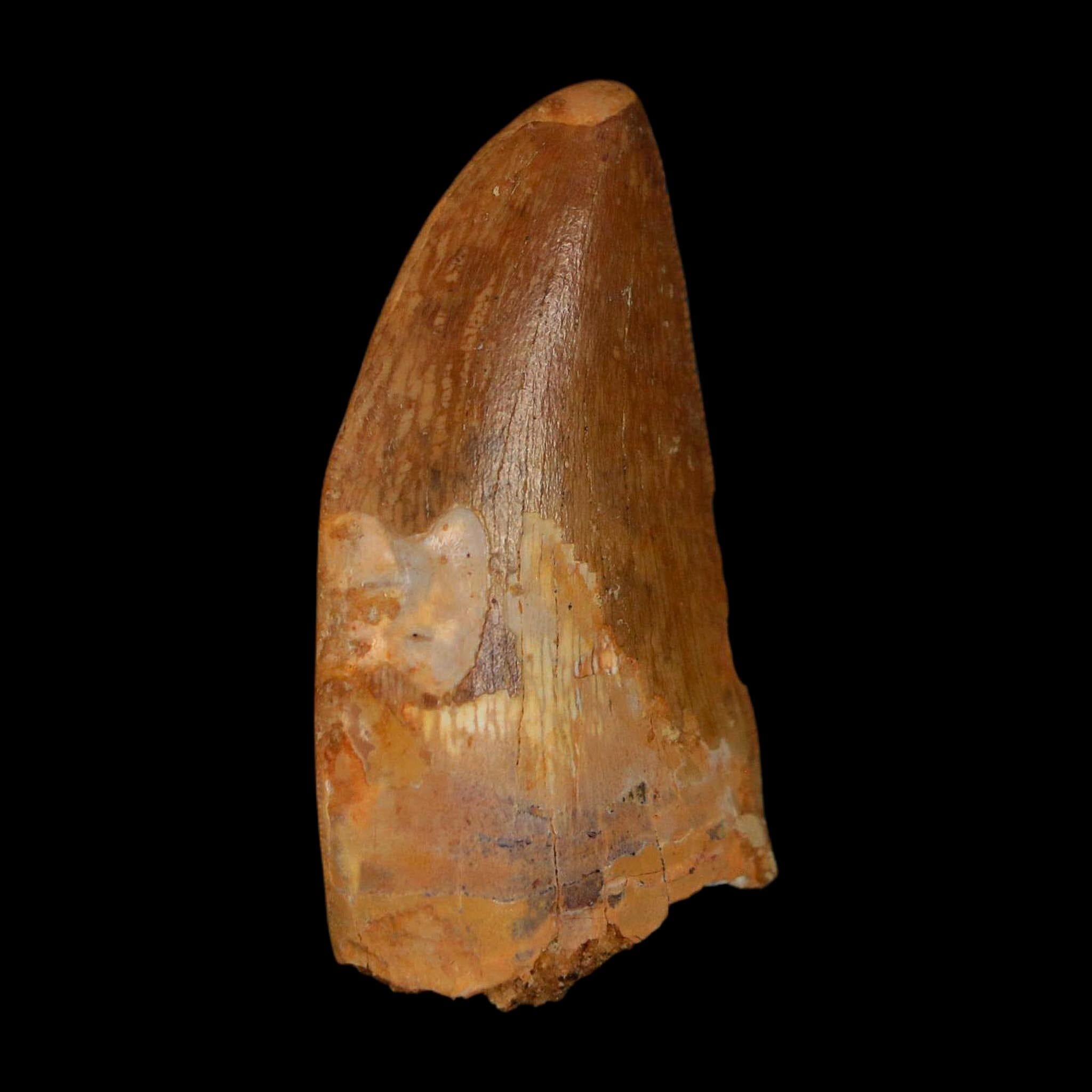1.7" Carcharodontosaurus Fossil Tooth Cretaceous Dinosaur Morocco COA Stand - Fossil Age Minerals