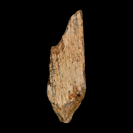 1.5" Tyrannosaurus Rex Fossil Bone Dinosaur Lance Creek Formation Wyoming COA