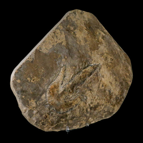 4.8" Grallator Variabilis Dinosaurs Track Foot Print Jurassic Age France COA, Stand - Fossil Age Minerals