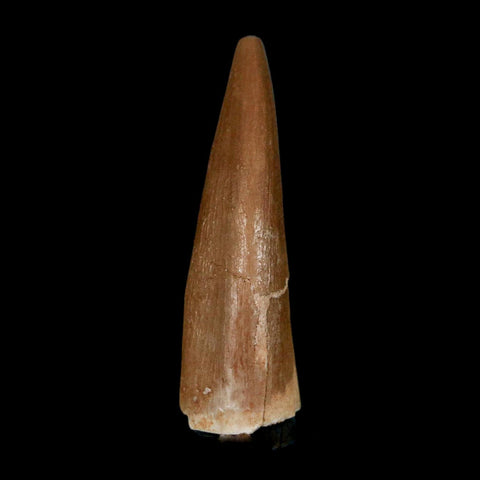 1.5" Plesiosaur Zarafasaura Tooth Fossil Cretaceous Dinosaur Era COA, Stand