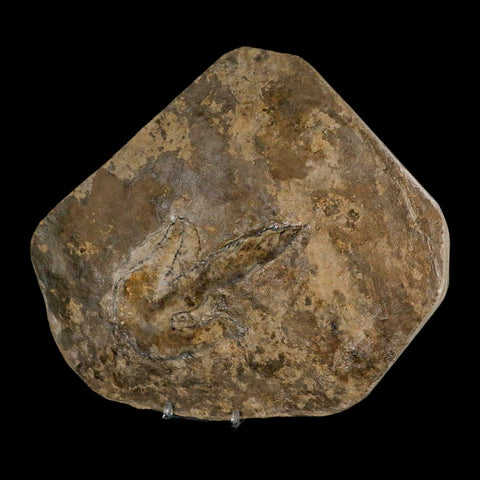 4.8" Grallator Variabilis Dinosaurs Track Foot Print Jurassic Age France COA, Stand - Fossil Age Minerals