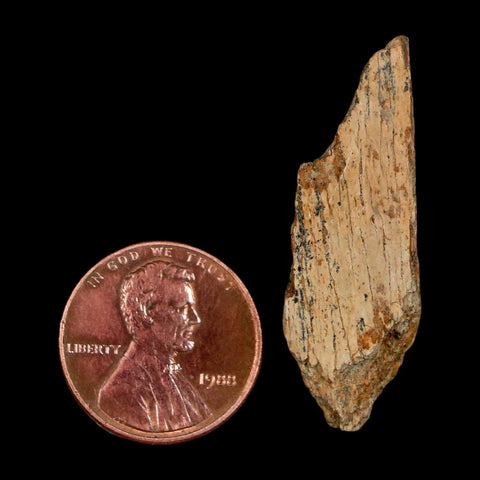 1.5" Tyrannosaurus Rex Fossil Bone Dinosaur Lance Creek Formation Wyoming COA - Fossil Age Minerals