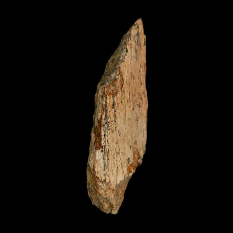 1.5" Tyrannosaurus Rex Fossil Bone Dinosaur Lance Creek Formation Wyoming COA - Fossil Age Minerals