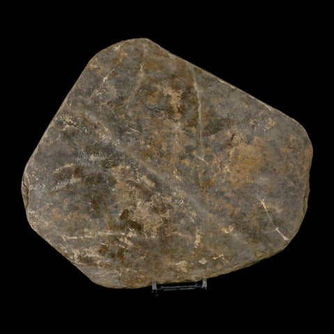 4.8" Grallator Variabilis Dinosaurs Track Foot Print Jurassic Age France COA, Stand - Fossil Age Minerals
