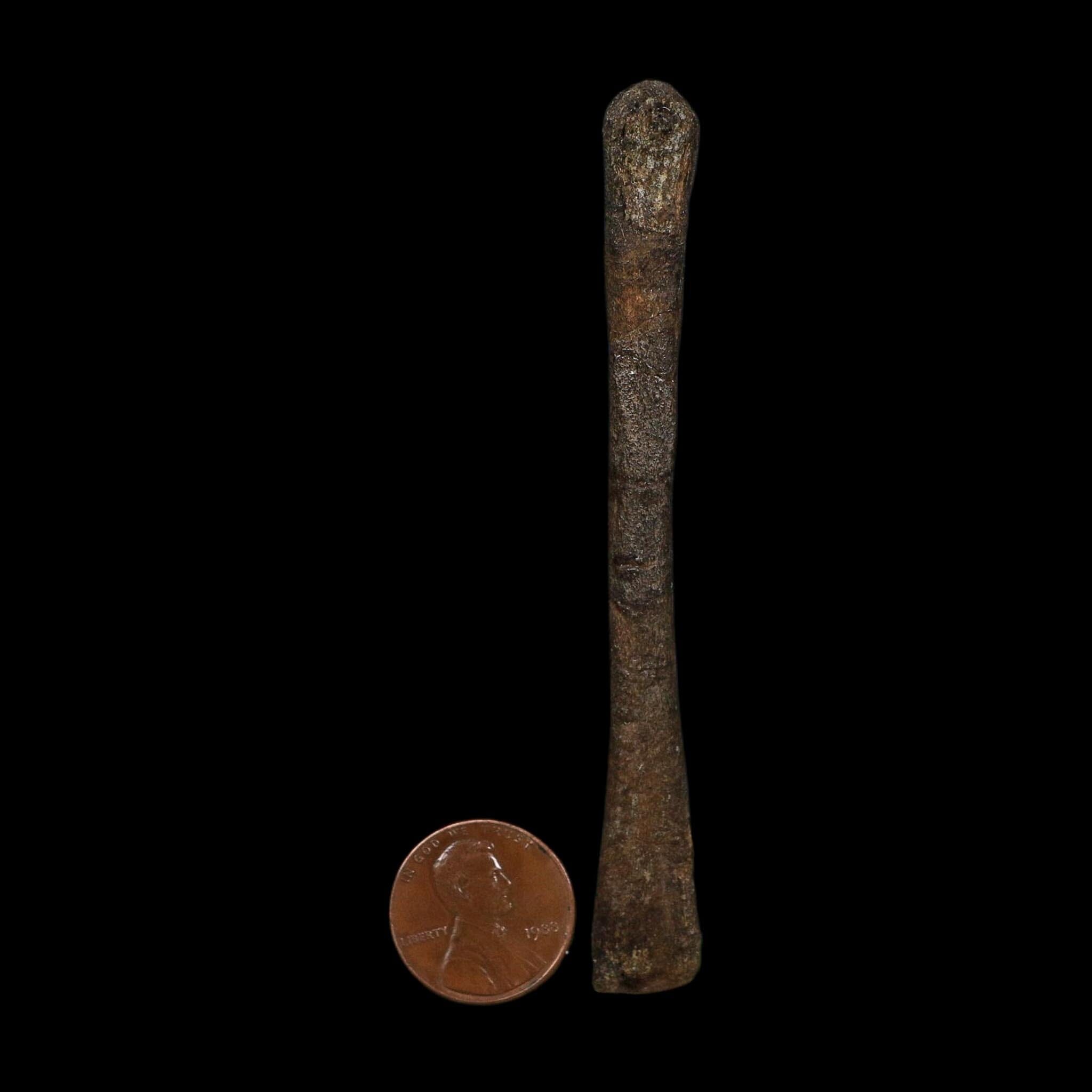 3.6" Saurornitholestes Raptor Limb Bone Fossil Two Medicine FM Montana COA - Fossil Age Minerals