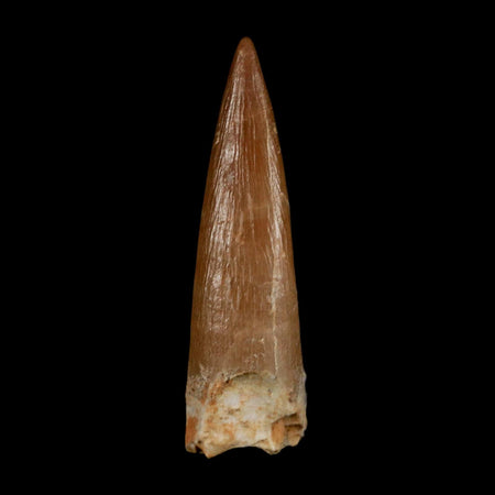1.6" Plesiosaur Zarafasaura Tooth Fossil Cretaceous Dinosaur Era COA, Stand
