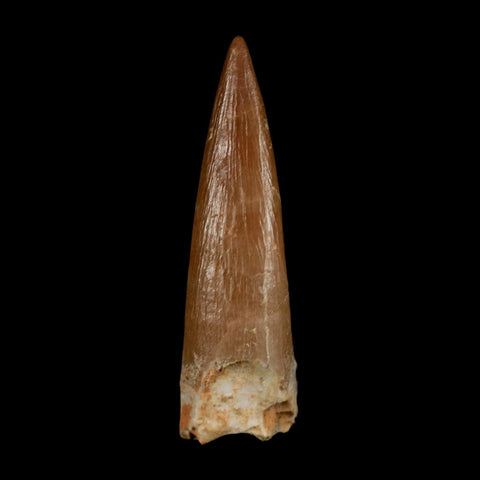 1.6" Plesiosaur Zarafasaura Tooth Fossil Cretaceous Dinosaur Era COA, Stand