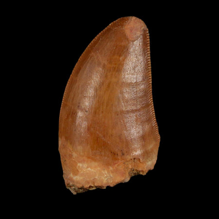 1.5" Carcharodontosaurus Fossil Tooth Cretaceous Dinosaur Morocco COA Stand