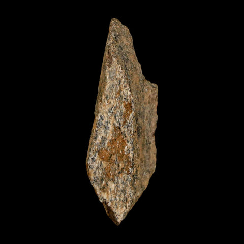 1.5" Tyrannosaurus Rex Fossil Bone Dinosaur Lance Creek Formation Wyoming COA - Fossil Age Minerals