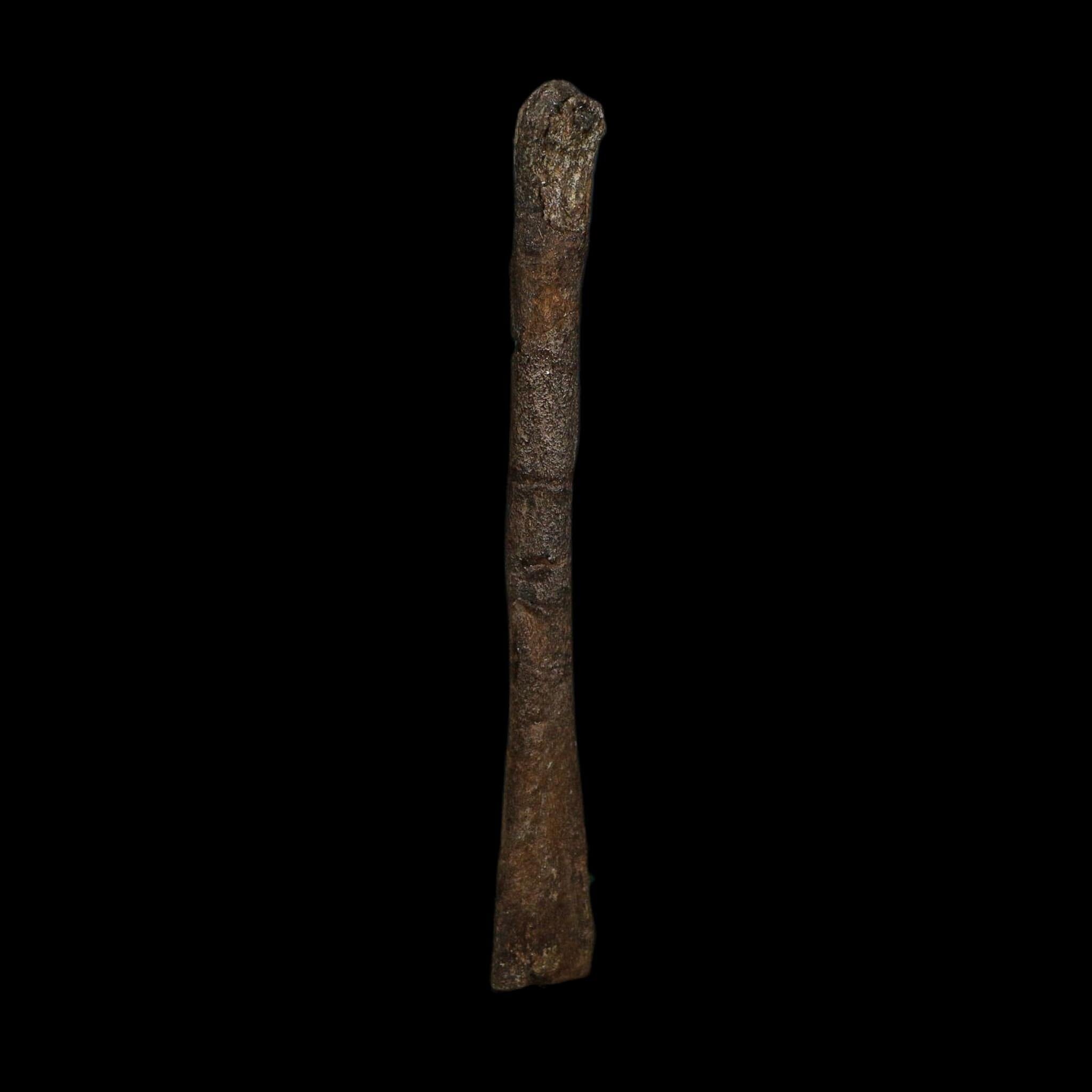 3.6" Saurornitholestes Raptor Limb Bone Fossil Two Medicine FM Montana COA - Fossil Age Minerals