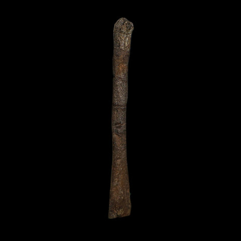 3.6" Saurornitholestes Raptor Limb Bone Fossil Two Medicine FM Montana COA