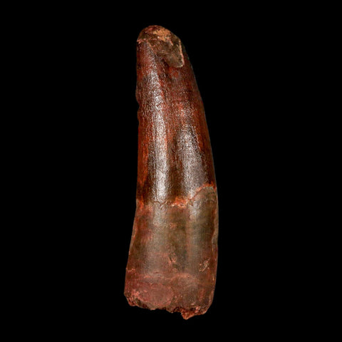 2.8" Spinosaurus Fossil Tooth 100 Million Years Old Cretaceous Dinosaur COA - Fossil Age Minerals