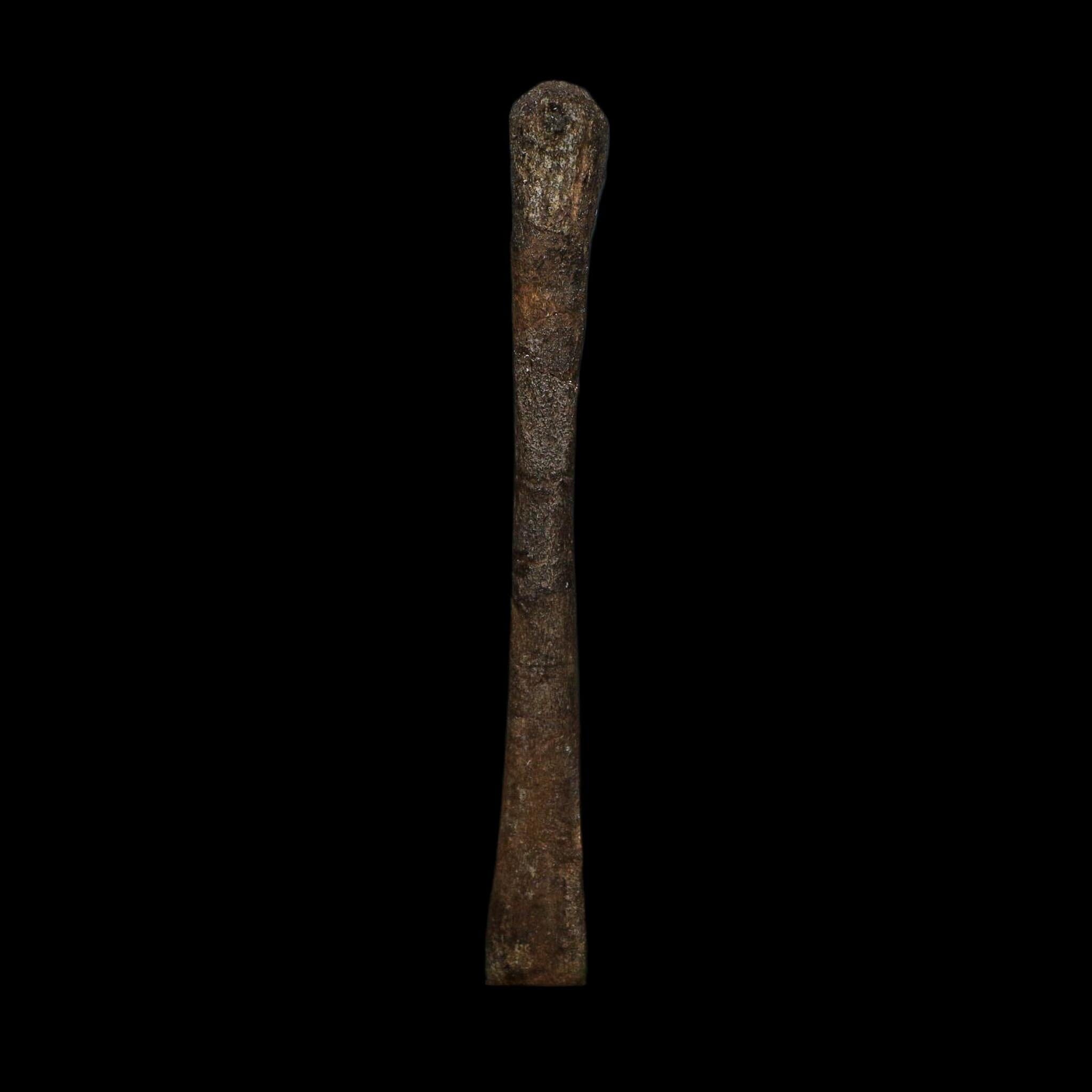 3.6" Saurornitholestes Raptor Limb Bone Fossil Two Medicine FM Montana COA - Fossil Age Minerals