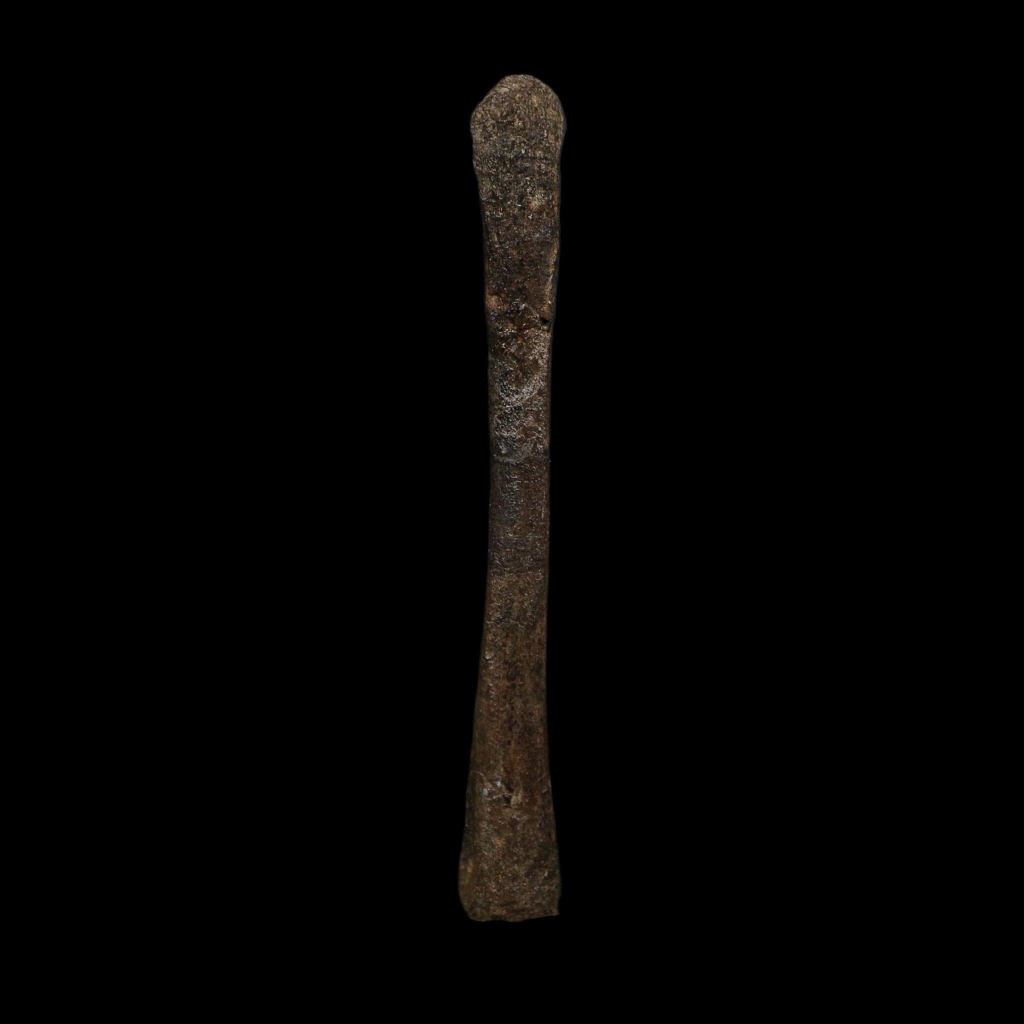 3.6" Saurornitholestes Raptor Limb Bone Fossil Two Medicine FM Montana COA - Fossil Age Minerals
