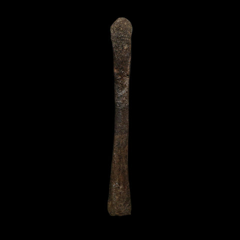 3.6" Saurornitholestes Raptor Limb Bone Fossil Two Medicine FM Montana COA