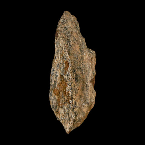 1.5" Tyrannosaurus Rex Fossil Bone Dinosaur Lance Creek Formation Wyoming COA - Fossil Age Minerals