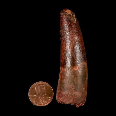 2.8" Spinosaurus Fossil Tooth 100 Million Years Old Cretaceous Dinosaur COA - Fossil Age Minerals