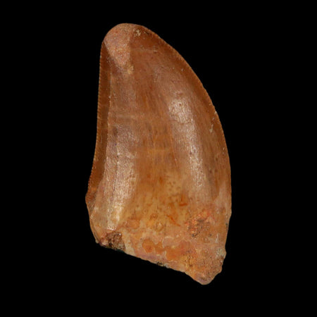 1.5" Carcharodontosaurus Fossil Tooth Cretaceous Dinosaur Morocco COA Stand