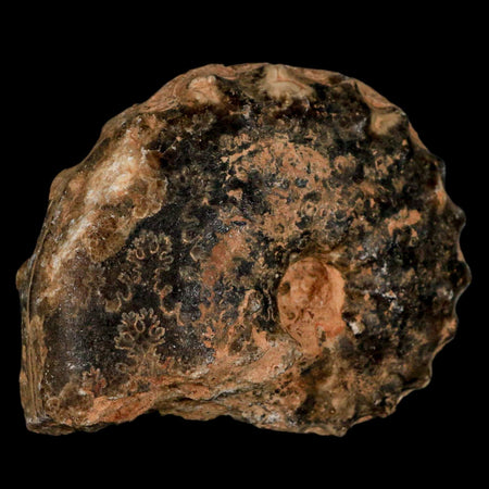 2.8" Mammites Nodosoides Ammonite Fossil Shell Upper Cretaceous Age Morocco