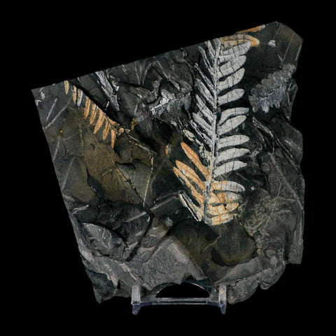 5" Alethopteris Fern Plant Leaf Fossil Carboniferous Age Llewellyn FM ST Clair, PA - Fossil Age Minerals