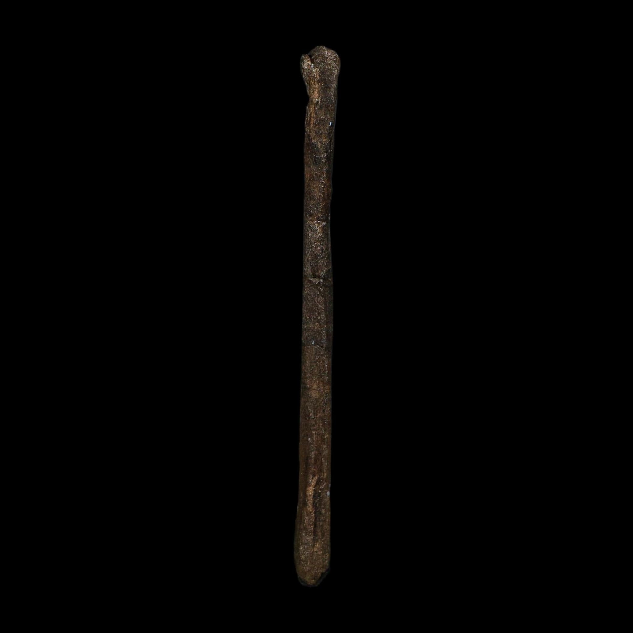 3.6" Saurornitholestes Raptor Limb Bone Fossil Two Medicine FM Montana COA - Fossil Age Minerals
