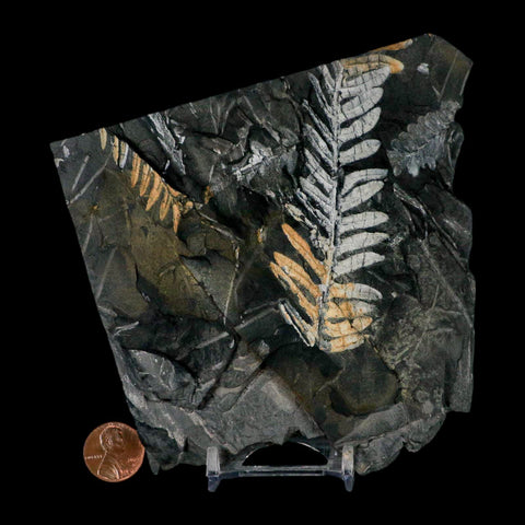 5" Alethopteris Fern Plant Leaf Fossil Carboniferous Age Llewellyn FM ST Clair, PA - Fossil Age Minerals