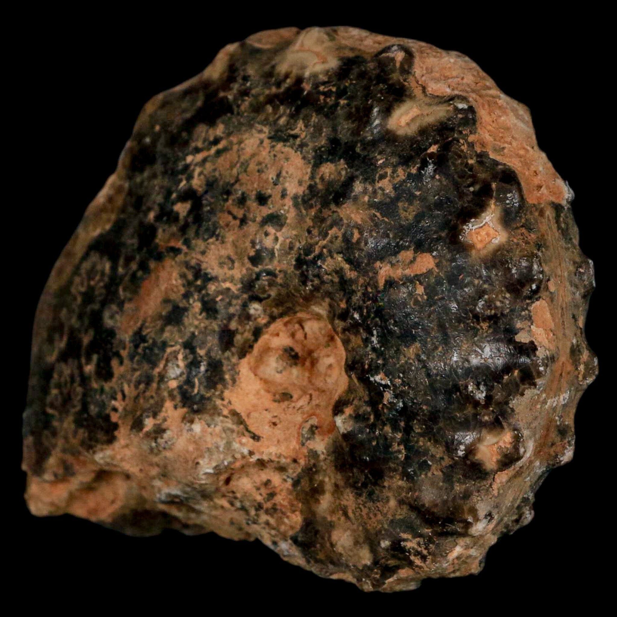 2.8" Mammites Nodosoides Ammonite Fossil Shell Upper Cretaceous Age Morocco - Fossil Age Minerals