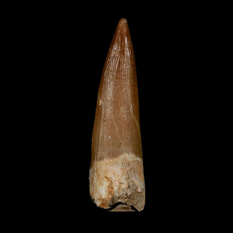 1.6" Plesiosaur Zarafasaura Tooth Fossil Cretaceous Dinosaur Era COA, Stand