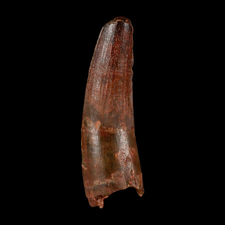 2.8" Spinosaurus Fossil Tooth 100 Million Years Old Cretaceous Dinosaur COA