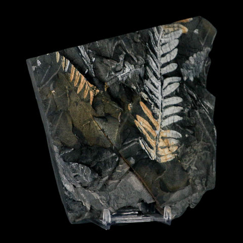 5" Alethopteris Fern Plant Leaf Fossil Carboniferous Age Llewellyn FM ST Clair, PA - Fossil Age Minerals