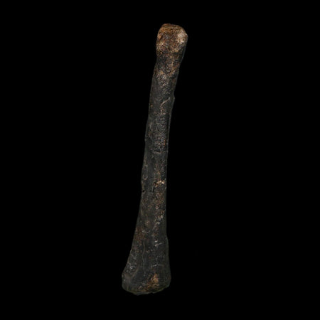 3.2" Saurornitholestes Raptor Limb Bone Fossil Two Medicine FM Montana COA