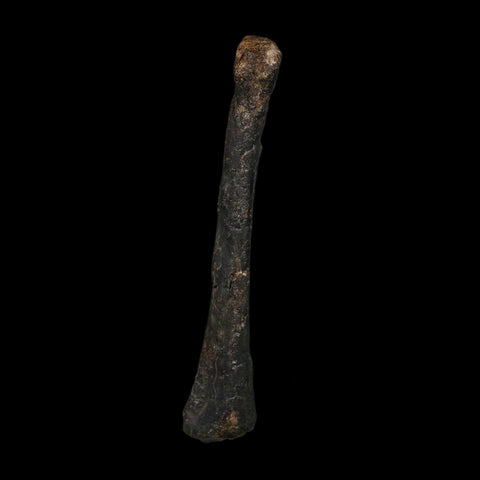 3.2" Saurornitholestes Raptor Limb Bone Fossil Two Medicine FM Montana COA