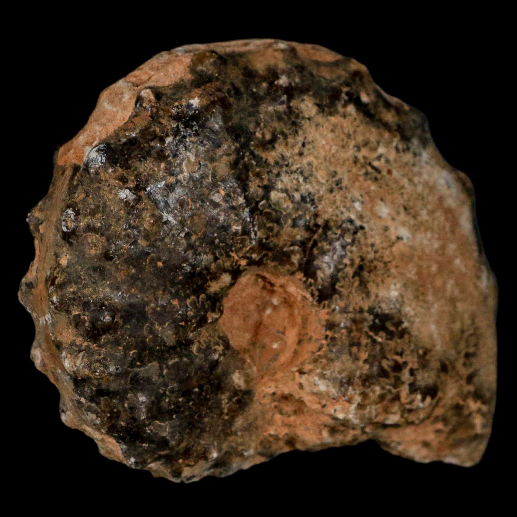 2.8" Mammites Nodosoides Ammonite Fossil Shell Upper Cretaceous Age Morocco - Fossil Age Minerals