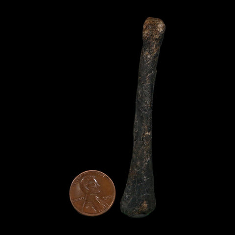 3.2" Saurornitholestes Raptor Limb Bone Fossil Two Medicine FM Montana COA