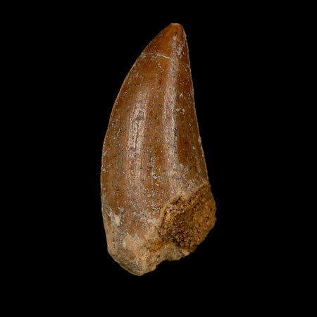 1.7" Carcharodontosaurus Fossil Tooth Cretaceous Dinosaur Morocco COA Stand
