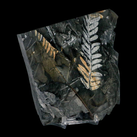 5" Alethopteris Fern Plant Leaf Fossil Carboniferous Age Llewellyn FM ST Clair, PA - Fossil Age Minerals