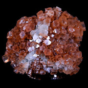 2.4" Aragonite Mineral Two Tone Crystal Cluster Specimen Tazouta Morocco