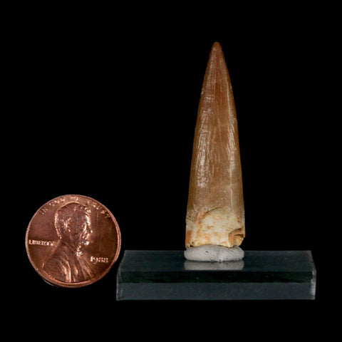 1.6" Plesiosaur Zarafasaura Tooth Fossil Cretaceous Dinosaur Era COA, Stand