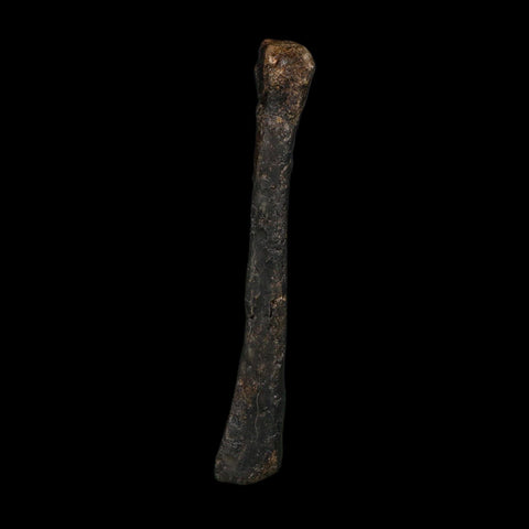 3.2" Saurornitholestes Raptor Limb Bone Fossil Two Medicine FM Montana COA
