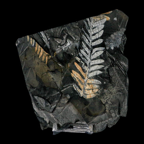 5" Alethopteris Fern Plant Leaf Fossil Carboniferous Age Llewellyn FM ST Clair, PA - Fossil Age Minerals
