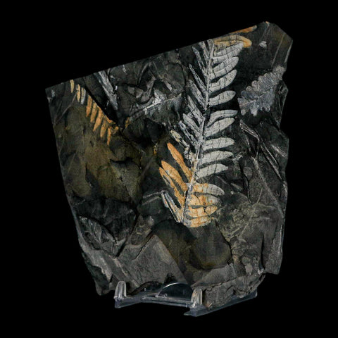 5" Alethopteris Fern Plant Leaf Fossil Carboniferous Age Llewellyn FM ST Clair, PA - Fossil Age Minerals