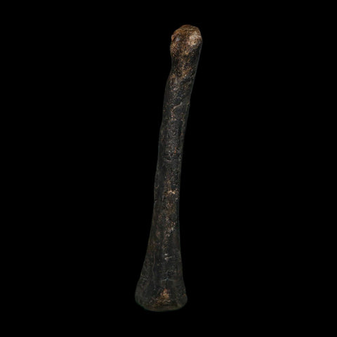 3.2" Saurornitholestes Raptor Limb Bone Fossil Two Medicine FM Montana COA