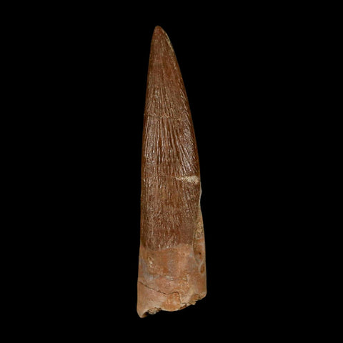1.7" Plesiosaur Zarafasaura Tooth Fossil Cretaceous Dinosaur Era COA, Stand