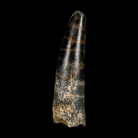 2.9" Spinosaurus Fossil Tooth 100 Million Years Old Cretaceous Dinosaur COA