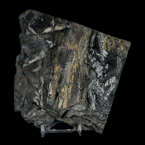 5" Alethopteris Fern Plant Leaf Fossil Carboniferous Age Llewellyn FM ST Clair, PA - Fossil Age Minerals