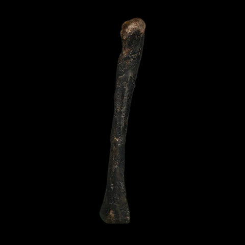3.2" Saurornitholestes Raptor Limb Bone Fossil Two Medicine FM Montana COA